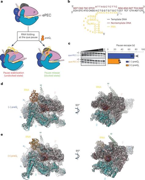 RNA Polymerase Structure 的图像结果
