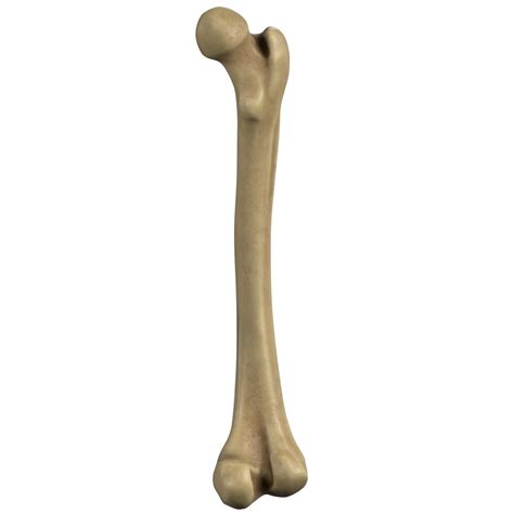 Femur, the largest bone in our body Diagram | Quizlet
