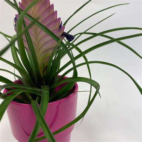 Pink Quill Bromeliad Plant | Indoor Plants | Brighton Flower Co