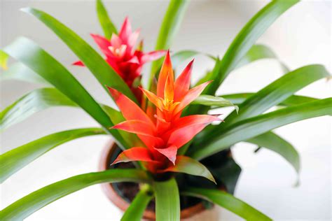 15 Fantastic Tropical Plants to Grow Indoors