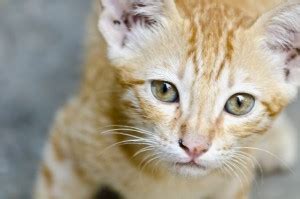 Look at me Paper Print - PixTopper Artist Community posters - Animals ...