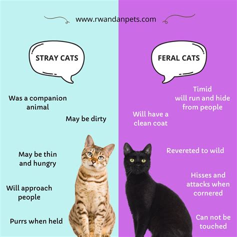 Difference Between Stray and Feral Cats