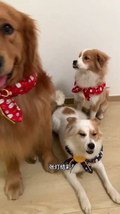 带什么礼物给狗狗最新素材