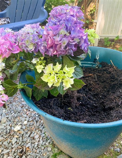 The Ultimate Guide to Growing Hydrangea in Pots Outdoors
