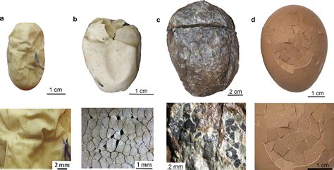 Revolutionizing Paleontology: The First Dinosaur Eggs Were Not What We Expected