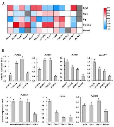 Genome-Wide Identification and Expression Pattern Analysis of TIFY ...
