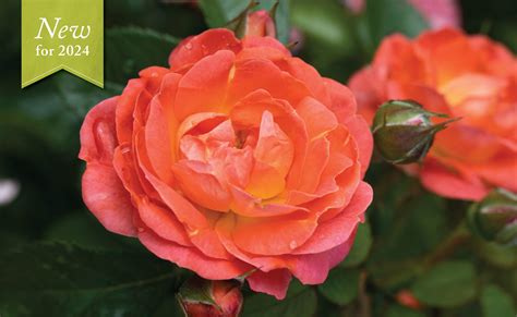 Orange Glow™ Knock Out® — The Knock Out® Family of Roses