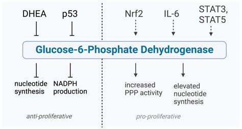 The Role of Glucose-6-Phosphate Dehydrogenase in Skin Cancer Metabolism ...