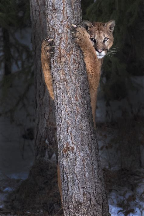 Juvenile Mountain Lion