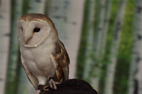 How To Build And Install A Barn Owl Nest Box On A Tree: Complete Guide – Birdfy