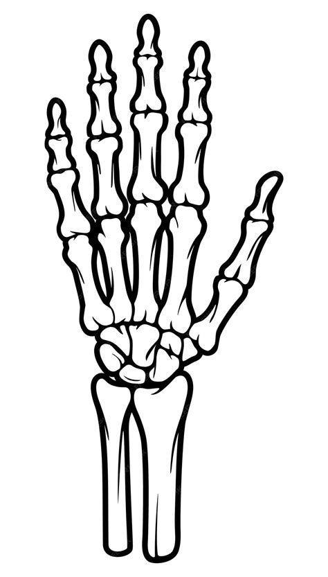 Hand Bones Drawing