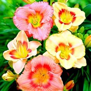 Navya germination Beautiful Flower Day Lily Daylilies Imported Best ...