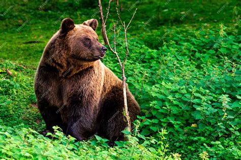 Premium Photo | Marsican brown bear sitting in a grass looking aside
