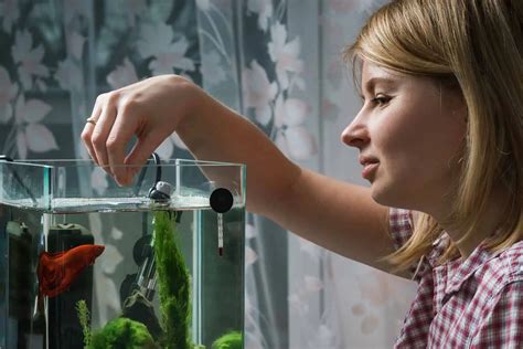 What Live Food Can Betta Fish Eat? The Betta Fish Diet