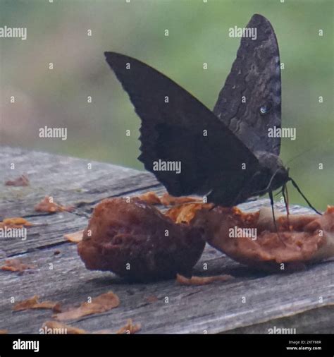 Black Witch (Ascalapha odorata) Insecta Stock Photo - Alamy