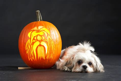 Cute Dog Pumpkin Carving Stencil