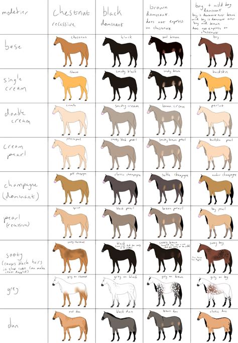 Breeding Horse Color Chart at Justin Heagney blog