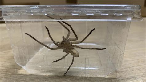Giant Banana Spider