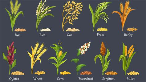 Cereals: Types and Benefits Of Cereals – NutritionFact.in