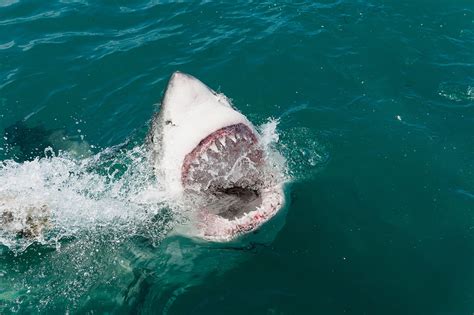 What Shark Has the Strongest Bite Force?