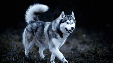 Dog – Pet Perk