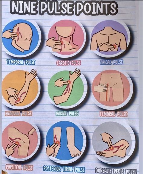 Pulse Locations On the Body | Diagram of pulse points on the body # ...