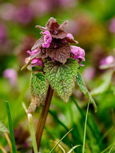 Foraging Purple Dead Nettle (& Ways to Use It)