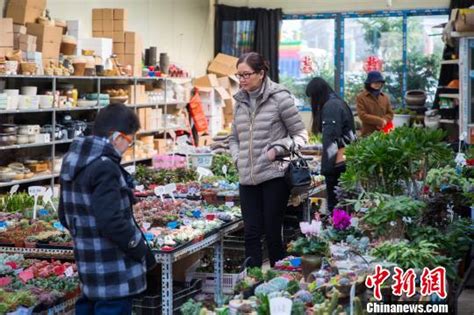 长沙花卉“年货”走俏 节前十天左右售价最高_新浪新闻