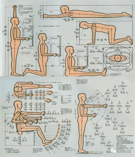 这一定是你见过的更美的人体工学图，没有之一-设计头条