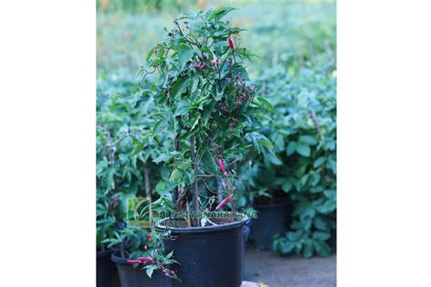 Best Nursery In Kadiyam -Sri Satyanarayana Nursery