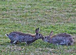 Image result for Cute Animals Bunny