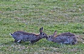 Image result for Pretty Rabbit