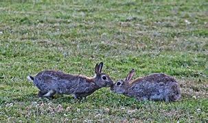 Image result for Stuffed Rabbit