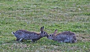 Image result for Lionhead Bunny Rabbit