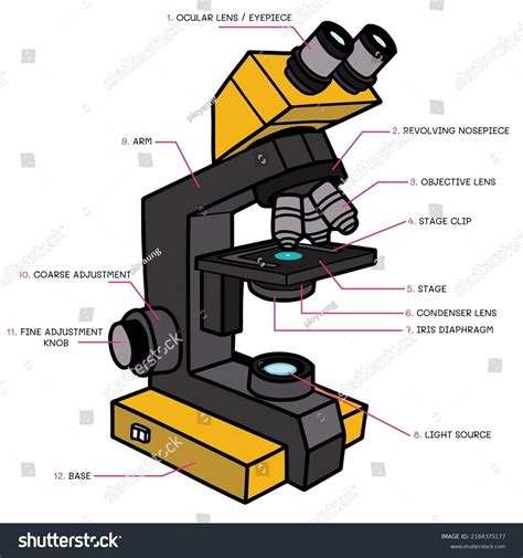 Image result for Compound Microscope Label