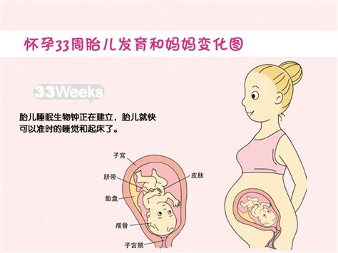 胎儿15周_怀孕第15周胎儿发育 - 随意优惠券