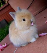 Image result for Baby Gate Bunnies