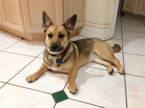 German Shepherd Mixed With A Wiener Dog - Pupherd
