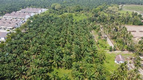 TANAH PERTANIAN 2 EKAR UNTUK DIJUAL DI LARUT & MATANG - HartanahPerak ...