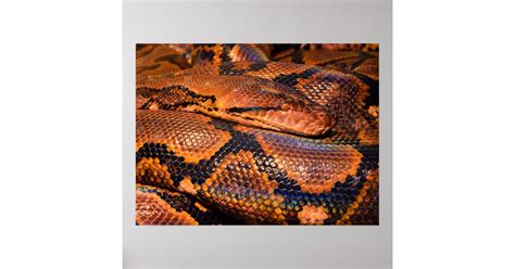 Image result for Python Snake Event Banner
