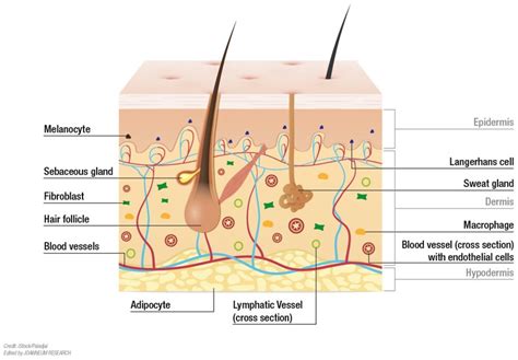 Modelling the Complexity of Human Skin In Vitro