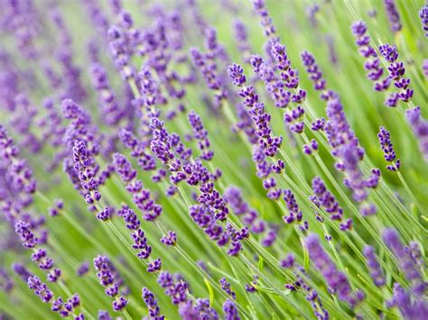 Lavender Plant: Care and Growing Guide