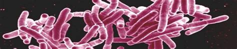 Image result for Tuberculosis Dataset CSV