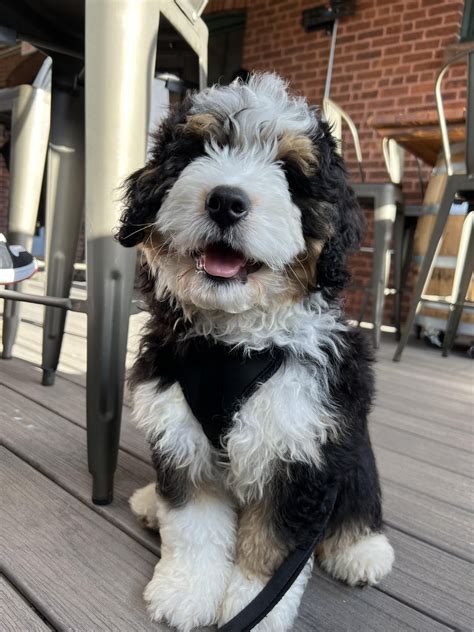 Bernedoodle Miniatura Adulto Max (Male, F1 Mini Blue Merle) FOUND A