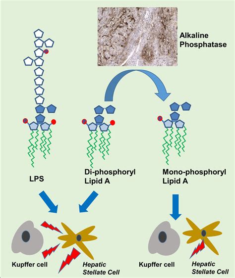 Phosphate Groups in the Lipid A Moiety Determine the Effects of LPS on ...
