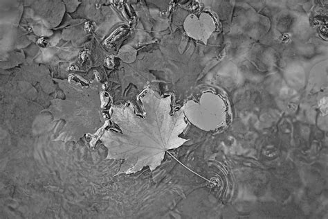 6 Crisp Facts About Autumn Leaves - Interesting Facts