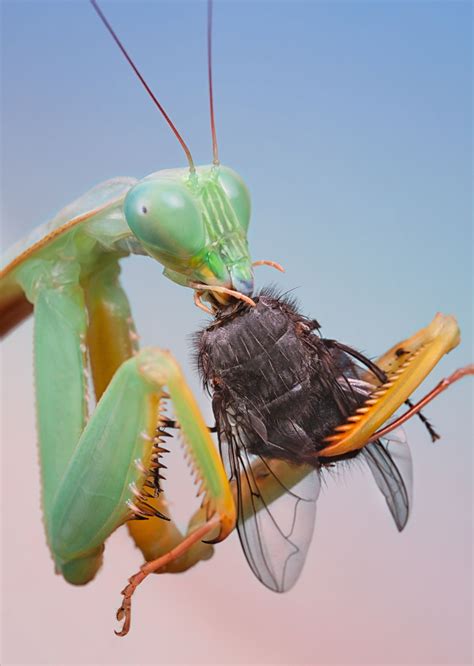 Not found | Weird insects, Macro photography insects, Bugs and insects