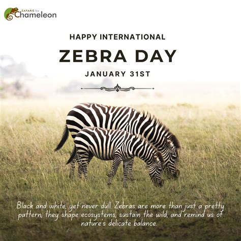 Safaris_by_Chameleon | Beneath Africa’s vast skies, zebras roam as nature’s nomads, each stripe ...