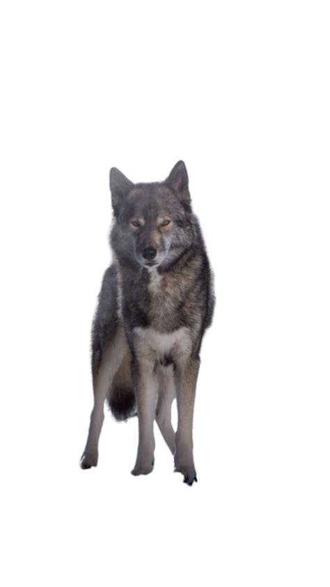 Wolf PNG (7) - Photo #3081 - BiNps PNG Website