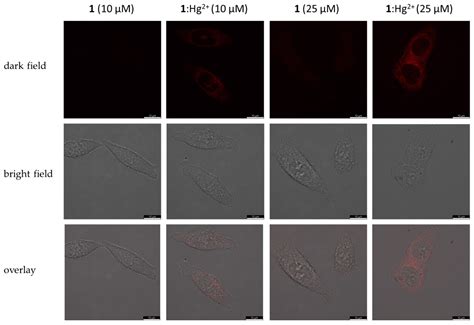 Shedding Light on Heavy Metal Contamination: Fluorescein-Based ...